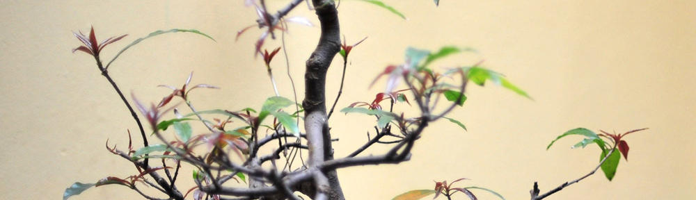 Creative Garage Conversions